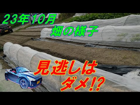 秋冬野菜、ヨトウムシ（夜盗虫） 見逃しはダメ 畑の様子 駆除 と 防虫剤 防虫ネット  9月 10月 コペン で 家庭菜園 に来ました。2023 .10.7 sibaライフ No87