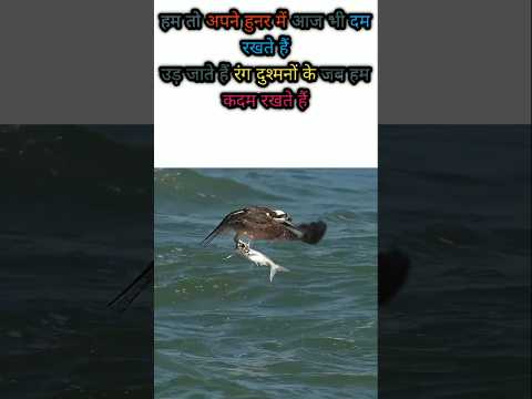 हम तो आज भी अपने हुनर में.. motivational stories video eagle ll motivational story ll inspirational