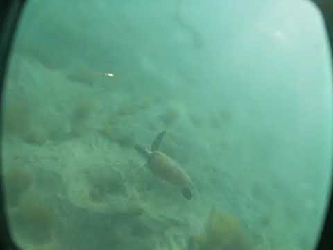 Green sea turtle footage from snorkeling in Puerto Rico