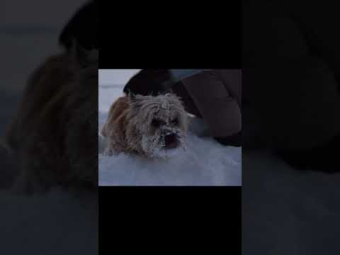 Dog playing on snow #puppy #shorts #ytshorts #dog