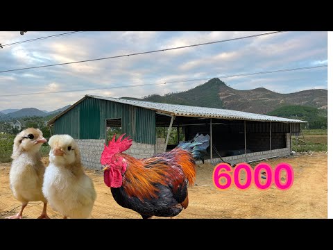 Taking care of 6000 chickens when the weather turns cold - Building a free range chicken coop.