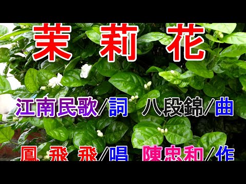 茉莉花(鳳飛飛).mp4