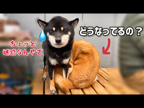 柴犬不思議ママは本能のままにこうなりますw小粒黒柴は少し迷惑だけどw