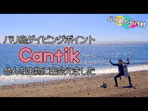 【バリ島ダイビング】Cantikでウミヘビのお引越し、ウミウシ多数、ハゼの共生などなど