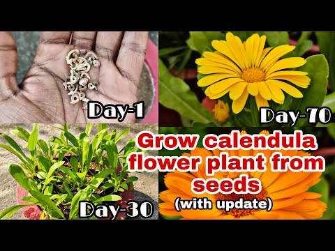 Easily Grow Calendula Flower Plants From Seeds to flowering//calendula flower के पौधे कैसे लगाएं