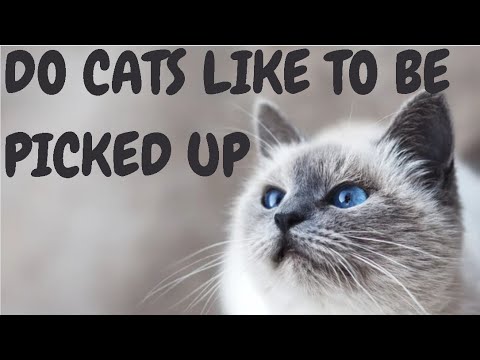 Do Cats Like To Be Picked Up