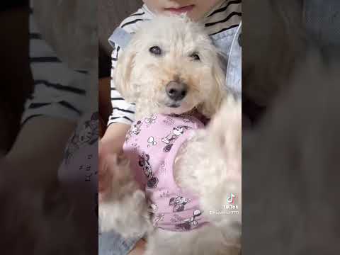 baby i need踊ってみた　#TikTok #踊ってみた#犬　#トイプードル