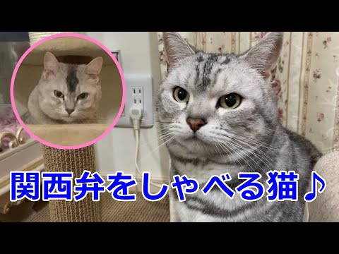 ママを怒らすふざけている猫たち😩みんなのへそ天もあるよ！おしゃべりペット