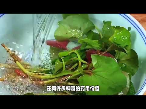 鱼腥草：臭豆腐植物的魅力与药用价值