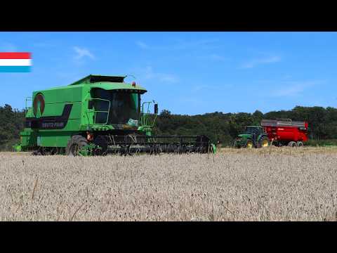 Combining organic wheat | Deutz Fahr 5650 H | Luxembourg 2024