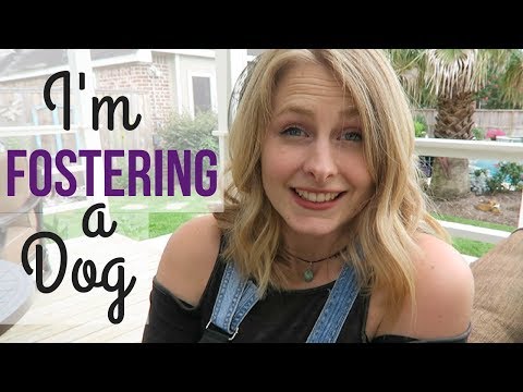 I'M FOSTERING A DOG!