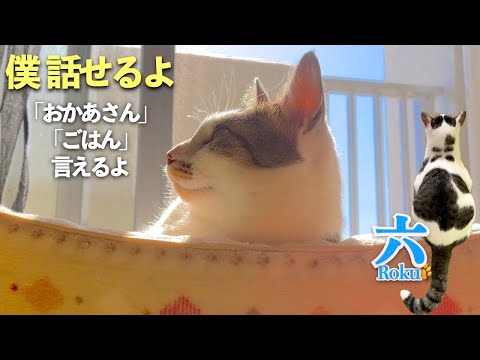 【しゃべる猫】愛猫は私を「おかあさん」と呼んでくれる。「ごはん」も。今回は「おかあさん」といっぱい言ってます | [生まれ変わりの猫] 六 (Roku)