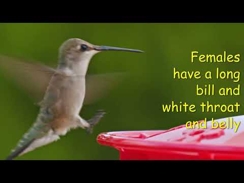 8 Hummingbirds in North America (Facts-Instrumental Music)