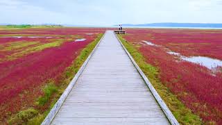 サンゴ草　赤い群生地…北海道・網走