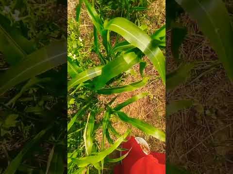 #gardeningshorts #Jonnalu #jonnagataka #farmvideos #farming #Bmmultitasks