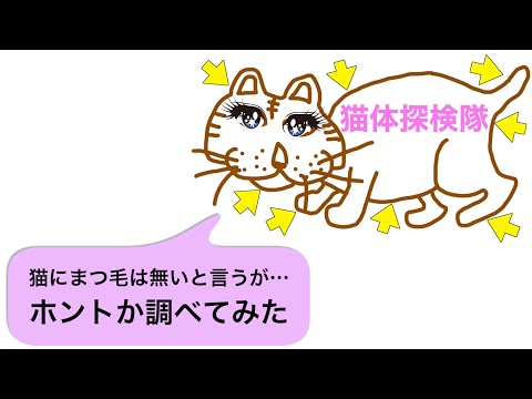 猫にはまつ毛がないと言われているが・・それってホントか調べてみた