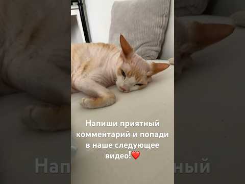 #2024 #cat #a4 #кот #прикол #bestvideo #cute #котик #fun #shorts #short #милашка #врек #топ #тренды