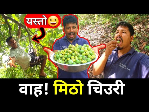 जङ्गलमा चिउरी खानजादा यस्तो देखियो | Wild Edible Fruits Chiuri In Nepal | Saila bhai