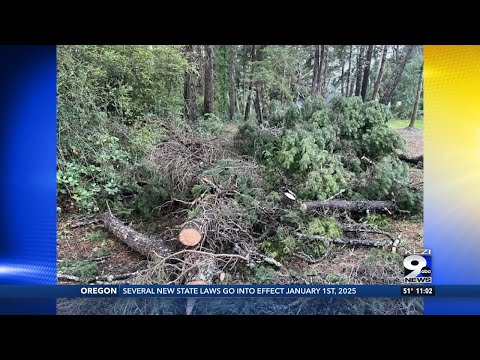 Coos County traffic stop interrupted by falling trees