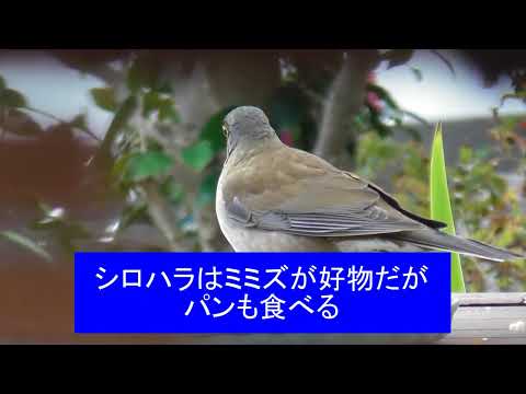 冬の庭は野鳥で賑やか 令和6年12月27日