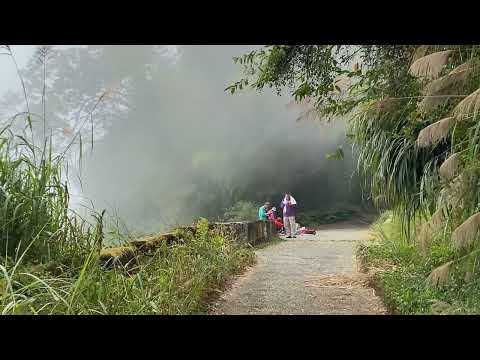 慣例的鳳凰山北嶺健行→第一 二土地公保佑平安→第三涼亭→11℃台寅山下→朦朧山嵐飄落於廣闊茶園美景，阿榮開山大哥由此直登上面茶園→溪頭天文台→1090、857賞鳥步道下山2024(113)年12月9日