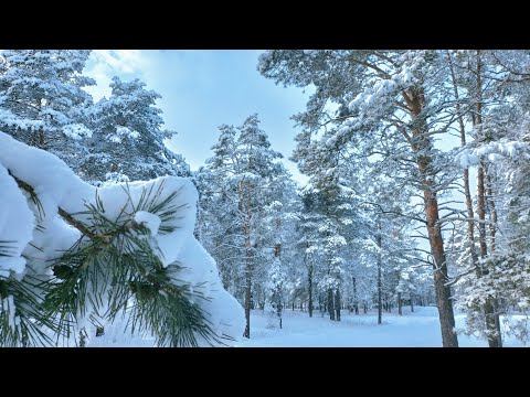 "Снег летит и летит" Слова - Муравьев Е. Музыка - Костюк А. Кавер-версия. Записано в #smule