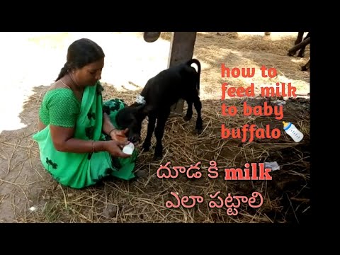 How to feed milk to baby buffalo