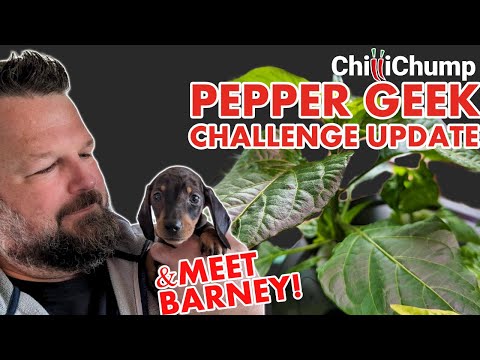 Pepper Geek Challenge Progress & ChilliChump Homestead Updates!