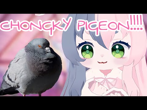 Punkalopi has travelled around the world and the only thing she can remember is only the pigeons