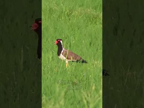 Red wattled lapwing sound and alarm call #shorts #lapwing  #birdsounds #birdcalls #birdnoise