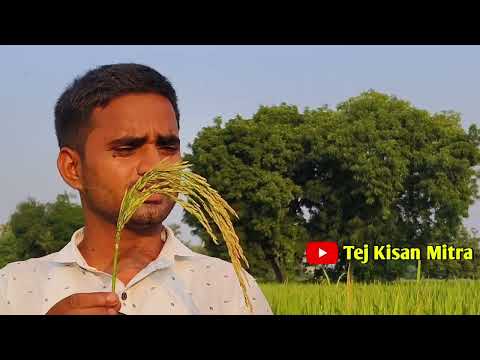 धान की सबसे लम्बी बाली #agriculture #धान #धनवान की बाली #trending #vairal video #farming #Kisan