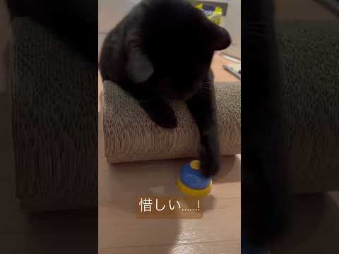 ベルを買ってみました#ねこ動画 #黒猫#cat #保護猫との暮らし