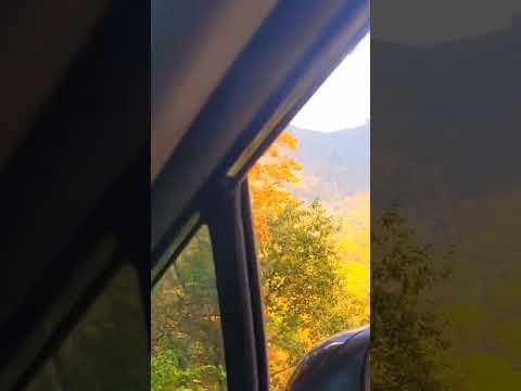 Fall colors in Smokey Mountains, USA🇺🇸/ अमेरिका के खूबसूरत वैली 🇺🇸 #hindivlog🇮🇳 #shorts #fallcolours