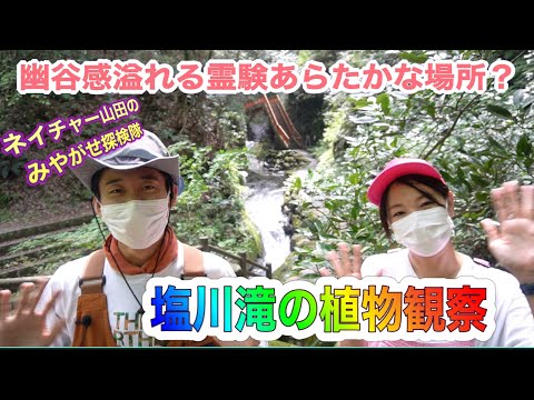 塩川滝の植物観察【ネイチャー山田のみやがせ探検隊第９回 】