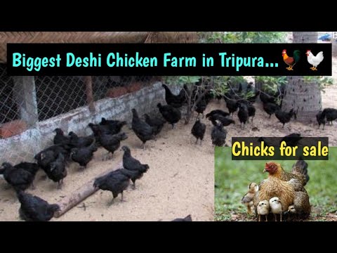 Biggest Deshi Chickens Farm in Tripura// Deshi Chiks for sale in tripura 🐓🐔🐓//