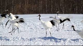 阿寒丹頂の里　丹頂鶴着陸　Canon EOS 7D Movie from Hokkaido Japan