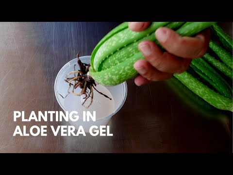 Planting Aloe vera in Aloe vera gel