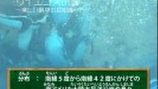 サイエンスの庭～楽しい科学の豆知識 　（１０）動物シリーズ10～フンボルトペンギン