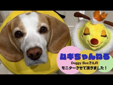 【ビーグルムギ】Doggy Boxのモニターをさせて頂きました♪