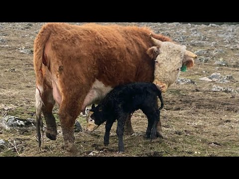 Live Cow Birth 3/14/22