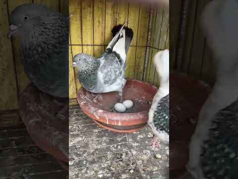 Rasel Pigeon Loft is live!