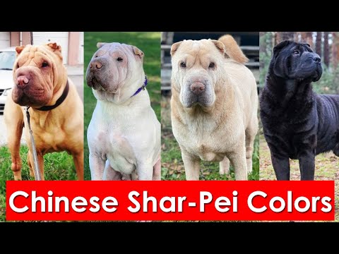 Most popular Chinese Shar-Pei Colors and their pattern You Probably Didn't Know About