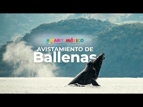 Avistamiento de Ballenas - Visit Nayarit