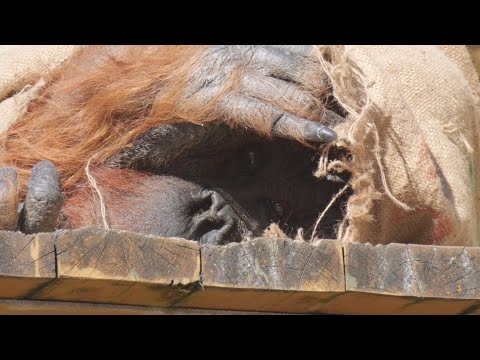 Que spending time in a high place 　Tama Zoo Orangutan 202412