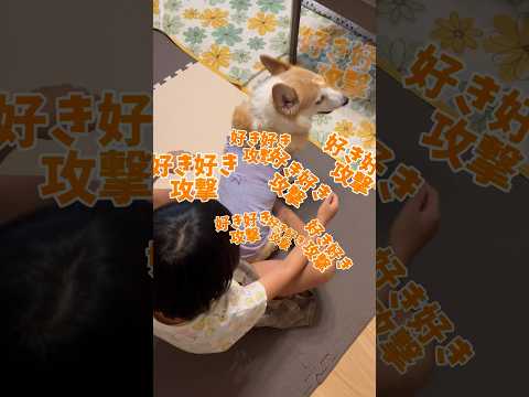 お盆休みの帰省中。姪っ子とぱんちゃん仲良く過ごしてくれました😆✨#犬動画 #コーギー #いぬのいる生活 #わんこ動画 #わんこ #ウェルシュコーギー #ぱんちゃん #いぬ #犬のいる暮らし