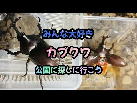 カブクワを探しに行こう