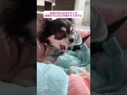 【保護犬日記vol.3】仲良し3人組🥰保護犬チワワとダックス兄弟達のおやつタイム😋