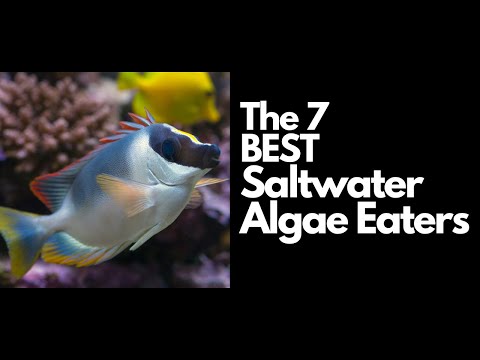 The 7 Best Saltwater Algae Eaters 🐠