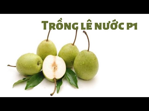 Trồng lê nước p1