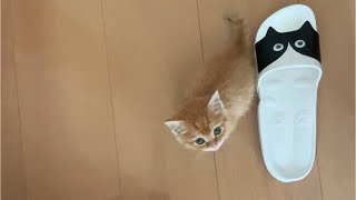 食いしん坊で甘えん坊な子猫の可愛さ。